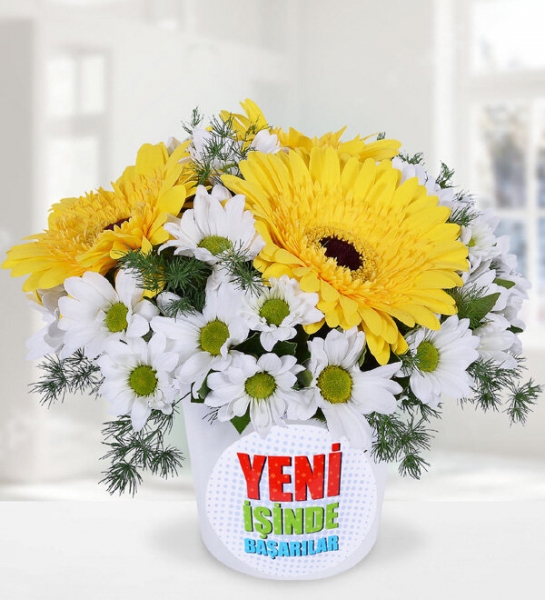 Yeni İş Temalı Papatyalar